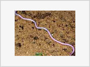 Blind snake rediscovered in Madagascar
