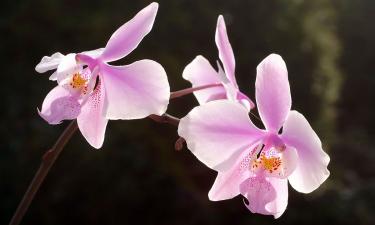 How to Choose the Right Substrate for Healthy Orchids at Home
