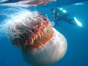 Giant sea monster found near Japanese shores