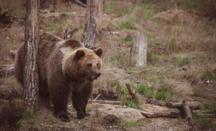 Russian boxer kills wild bear while on camping trip