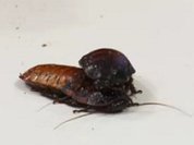 What makes Americans eat cockroaches?