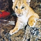 New unique animal, liger, born in Siberian zoo