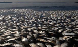 Thousands of dead fish washed ashore in Russia's Sverdlovsk region