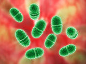 Bacteria use biological weapons against enemies