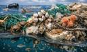 Plastic Turns into Habitat: Life Flourishes Inside the Pacific Garbage Patch