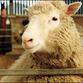 Sheep Dolly's death marks end of cloning