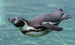 Chilean company closes $2.5-billion project because of penguins