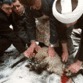 Bloody Muslim ritual of offering banned in Moscow