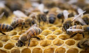 Bee flu reaches Russia, heralds major global food crisis