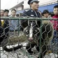 Chinese authorities will kill 10.00 viverra animals accused of disseminating SARS