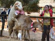 True love in the zoo, sheep and deer?