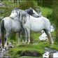 Horse-whispering: Saving Snowdonia's ponies