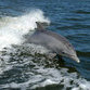 Dolphins use social networks along with people