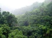 Study of disappearing African tropical forests