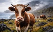 Austrian Cow Astonishes Scientists by Using a Broom as a Tool
