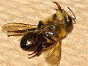 Bee decline: Disease or pesticides?