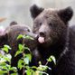 Bear attacks on cattle proliferating in Siberia