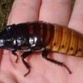 Madagascar hissing cockroaches invade Moscow's underground facilities