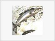 American Salmon, a cancer causing time bomb?