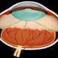 Tested biotherapy promising against cancer and vision loss