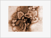 Mutations make swine flu virus more dangerous than AIDS