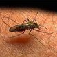 How to combat mosquitoes naturally