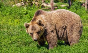 Wild bear attacks and bites man in locked-down city