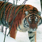 World's biggest tiger living in Russian woods saved from extinction