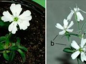 Russian Scientists revive Ice Age flower