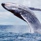 100 humpback whales come to mate in the Colombian Pacific