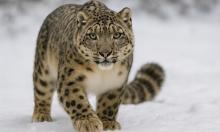 Rare Snow Leopard Attack on Tourist Reported During Skiing in Western China