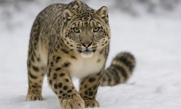 Snow Leopard Attacks Skier in China’s Xinjiang Region