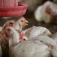 WHO: "Avian flu, or Bird flu, A H5N1, is back"