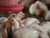 WHO: "Avian flu, or Bird flu, A H5N1, is back"