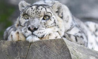 International Snow Leopard Day: Protecting the Mountain Ghosts of Central Asia