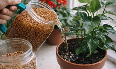 Buckwheat Water for Houseplants: A Simple Spring Fertilizer That Really Works