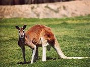 Kangaroo care saves baby