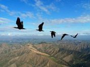 Why do birds fly in V-Formation?