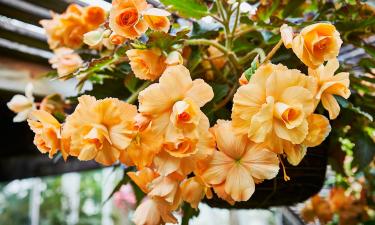The Balcony Plant That Blooms for Months With Almost No Care