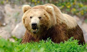 Ms. Clinton, Stop Russian 'Bear Hunting'!