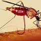 Malaria: 50% of the world's population at risk