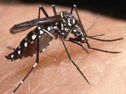 Chikungunya Virus heading for the Americas?