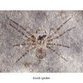 Largest spider in history found