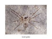 Largest spider in history found