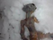 Dead Siberian alien appears to be fake?