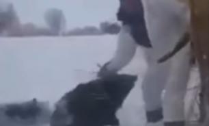 Man rescues three wild boars from ice trap. Video