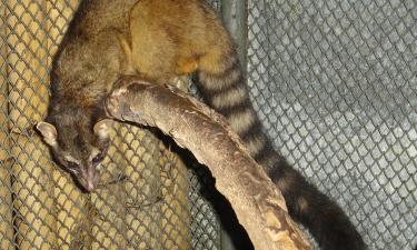 The Cacomistle: The Ring-Tailed Cat That Outsmarts Names and Expectations
