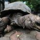 Turtle gets 3D printed jaw