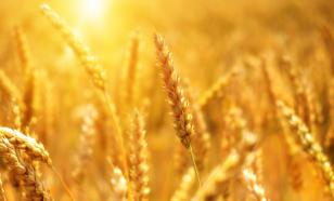 Russia resumes participation in grain export deal