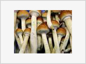 Magic mushrooms can change your life for good, study says